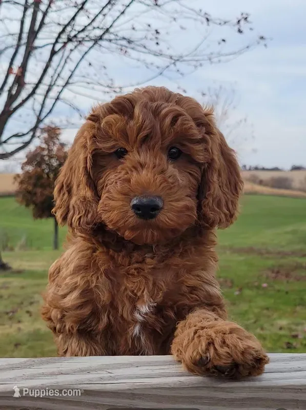 Red Petite Mini Goldendoodle