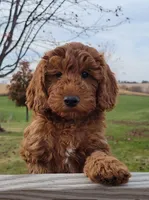 Red Petite Mini Goldendoodle, a male Miniature Goldendoodle for sale in Winona, MN – Photo 1 of 10