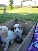 WhiteB Petitemini Goldendoodle, a male Miniature Goldendoodle for sale in Winona, MN – Photo 2 of 6