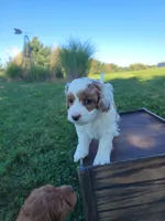 WhiteB Petitemini Goldendoodle, a male Miniature Goldendoodle for sale in Winona, MN – Photo 3 of 6