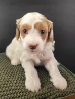 WhiteB Petitemini Goldendoodle, a male Miniature Goldendoodle for sale in Winona, MN – Photo 4 of 6