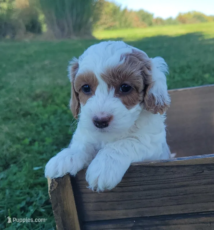WhiteB Petitemini Goldendoodle