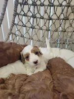 WhiteB Petitemini Goldendoodle, a male Miniature Goldendoodle for sale in Winona, MN – Photo 6 of 6