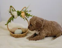 Pending-mini Goldendoodle Blue, a female Miniature Goldendoodle for sale in Winona, MN – Photo 6 of 6
