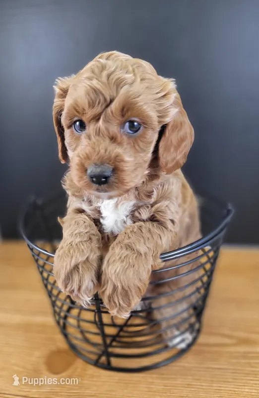 Pending-mini Goldendoodle Blue