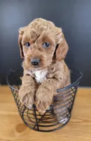 Pending-mini Goldendoodle Blue, a female Miniature Goldendoodle for sale in Winona, MN – Photo 1 of 6