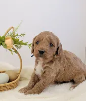 Pending-mini Goldendoodle Blue, a female Miniature Goldendoodle for sale in Winona, MN – Photo 3 of 6