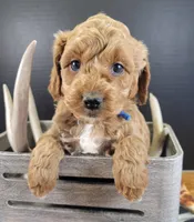 Pending-mini Goldendoodle Blue, a female Miniature Goldendoodle for sale in Winona, MN – Photo 4 of 6