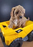 Pending-mini Goldendoodle Blue, a female Miniature Goldendoodle for sale in Winona, MN – Photo 5 of 6