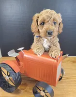 Pending-mini Goldendoodle Blue, a female Miniature Goldendoodle for sale in Winona, MN – Photo 2 of 6