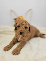 (Pending) miniGoldendoodle, a male Miniature Goldendoodle for sale in Winona, MN – Photo 5 of 5