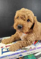 (Pending) miniGoldendoodle, a male Miniature Goldendoodle for sale in Winona, MN – Photo 3 of 5