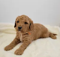 (Pending) miniGoldendoodle, a male Miniature Goldendoodle for sale in Winona, MN – Photo 4 of 5