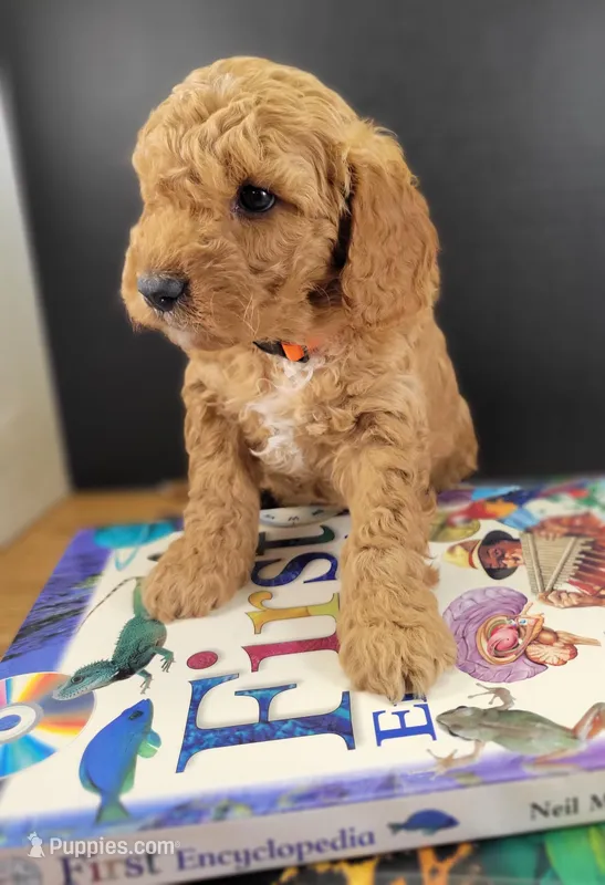 (Pending) miniGoldendoodle