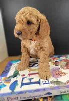 (Pending) miniGoldendoodle, a male Miniature Goldendoodle for sale in Winona, MN – Photo 1 of 5