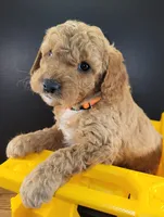(Pending) miniGoldendoodle, a male Miniature Goldendoodle for sale in Winona, MN – Photo 2 of 5