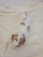 Petite-mini Goldendoodle  Grey, a male Poodle - Miniature  and Miniature Goldendoodle for sale in Winona, MN – Photo 5 of 7