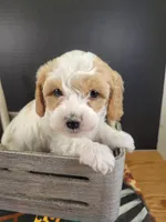 Petite-mini Goldendoodle  Grey, a male Poodle - Miniature  and Miniature Goldendoodle for sale in Winona, MN – Photo 3 of 7