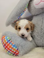 Petite-mini Goldendoodle  Grey, a male Poodle - Miniature  and Miniature Goldendoodle for sale in Winona, MN – Photo 7 of 7
