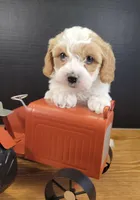 Petite-mini Goldendoodle  Grey, a male Poodle - Miniature  and Miniature Goldendoodle for sale in Winona, MN – Photo 1 of 7