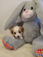 Petite-mini Goldendoodle  Grey, a male Poodle - Miniature  and Miniature Goldendoodle for sale in Winona, MN – Photo 6 of 7