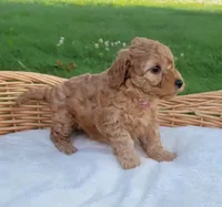 Pink, a female Miniature Goldendoodle for sale in Winona, MN – Photo 5 of 6