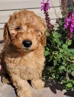 Pink, a female Miniature Goldendoodle for sale in Winona, MN – Photo 3 of 6