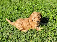 Pink, a female Miniature Goldendoodle for sale in Winona, MN – Photo 4 of 6