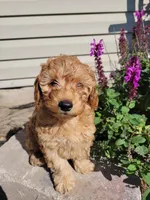 Pink, a female Miniature Goldendoodle for sale in Winona, MN – Photo 2 of 6