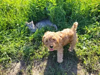 Pink, a female Miniature Goldendoodle for sale in Winona, MN – Photo 1 of 6