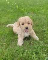 Mint, a female Miniature Goldendoodle for sale in Winona, MN – Photo 1 of 3