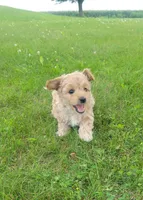 Mint, a female Miniature Goldendoodle for sale in Winona, MN – Photo 2 of 3