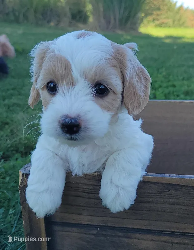 WhiteF PetiteMini Goldendoodle