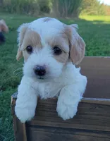 WhiteF PetiteMini Goldendoodle, a female Miniature Goldendoodle for sale in Winona, MN – Photo 1 of 4