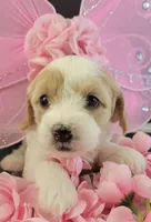 WhiteF PetiteMini Goldendoodle, a female Miniature Goldendoodle for sale in Winona, MN – Photo 3 of 4