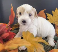 WhiteF PetiteMini Goldendoodle, a female Miniature Goldendoodle for sale in Winona, MN – Photo 4 of 4