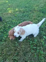 WhiteF PetiteMini Goldendoodle, a female Miniature Goldendoodle for sale in Winona, MN – Photo 2 of 4