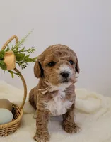 Pending-miniGoldendoodle LPnk, a female Miniature Goldendoodle for sale in Winona, MN – Photo 4 of 6