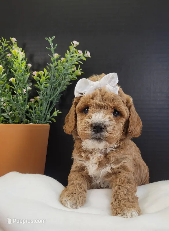 Pending-miniGoldendoodle LPnk