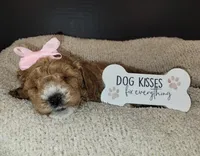 Pending-miniGoldendoodle LPnk, a female Miniature Goldendoodle for sale in Winona, MN – Photo 2 of 6