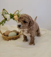 Pending-miniGoldendoodle LPnk, a female Miniature Goldendoodle for sale in Winona, MN – Photo 5 of 6