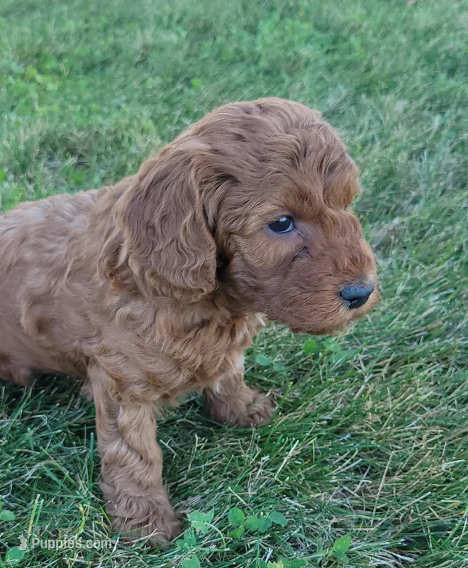 (Pending)PetMini Goldendoodle