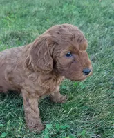 (Pending)PetMini Goldendoodle, a female Miniature Goldendoodle for sale in Winona, MN – Photo 1 of 6