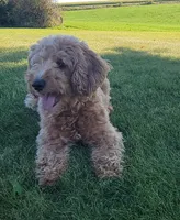 (Pending)PetMini Goldendoodle, a female Miniature Goldendoodle for sale in Winona, MN – Photo 6 of 6
