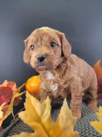 (Pending)PetMini Goldendoodle, a female Miniature Goldendoodle for sale in Winona, MN – Photo 4 of 6