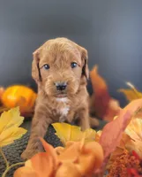 (Pending)PetMini Goldendoodle, a female Miniature Goldendoodle for sale in Winona, MN – Photo 3 of 6
