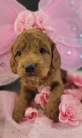 (Pending)PetMini Goldendoodle, a female Miniature Goldendoodle for sale in Winona, MN – Photo 2 of 6