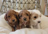 (Pending)PetMini Goldendoodle, a female Miniature Goldendoodle for sale in Winona, MN – Photo 5 of 6