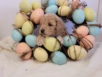 Petite-mini Goldendoodle Green, a male Poodle - Miniature  and Miniature Goldendoodle for sale in Winona, MN – Photo 6 of 6