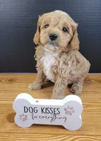 Petite-mini Goldendoodle Green, a male Poodle - Miniature  and Miniature Goldendoodle for sale in Winona, MN – Photo 2 of 6